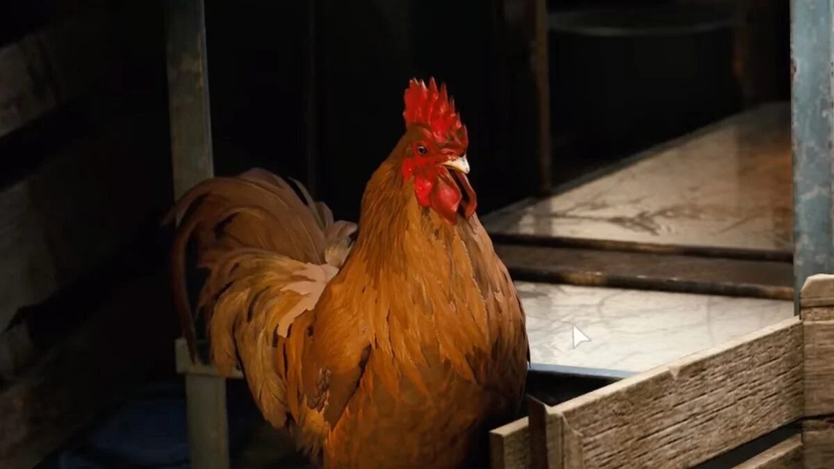 Scrappy upgrade materials